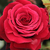 Roșu - Trandafir teahibrid - Magia Nera